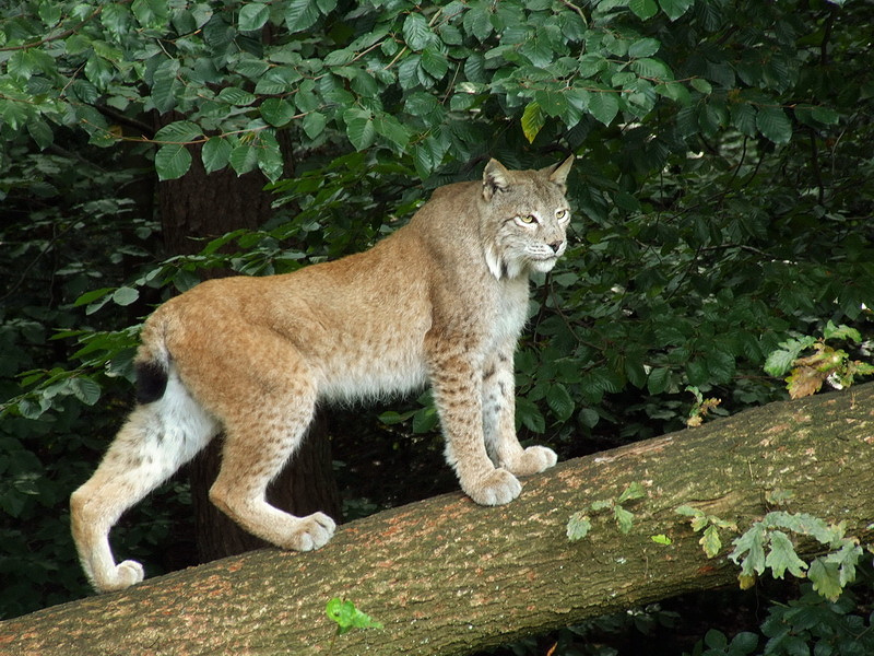 Wildpark Pforzheim - Lynx lynx