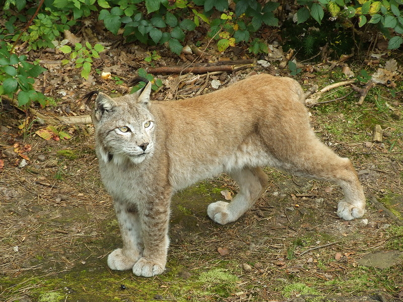 Wildpark Pforzheim - Lynx lynx