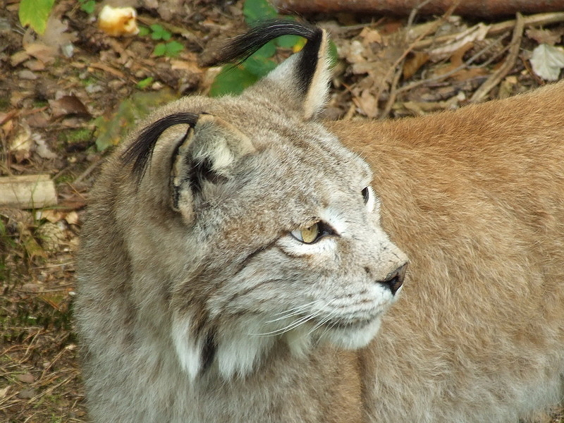 Wildpark Pforzheim - Lynx lynx