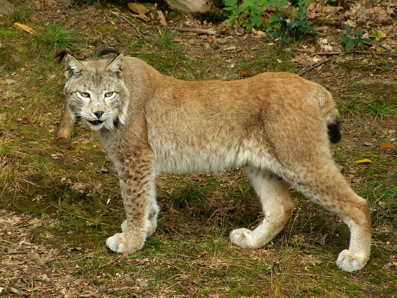Wildpark Pforzheim - Lynx lynx