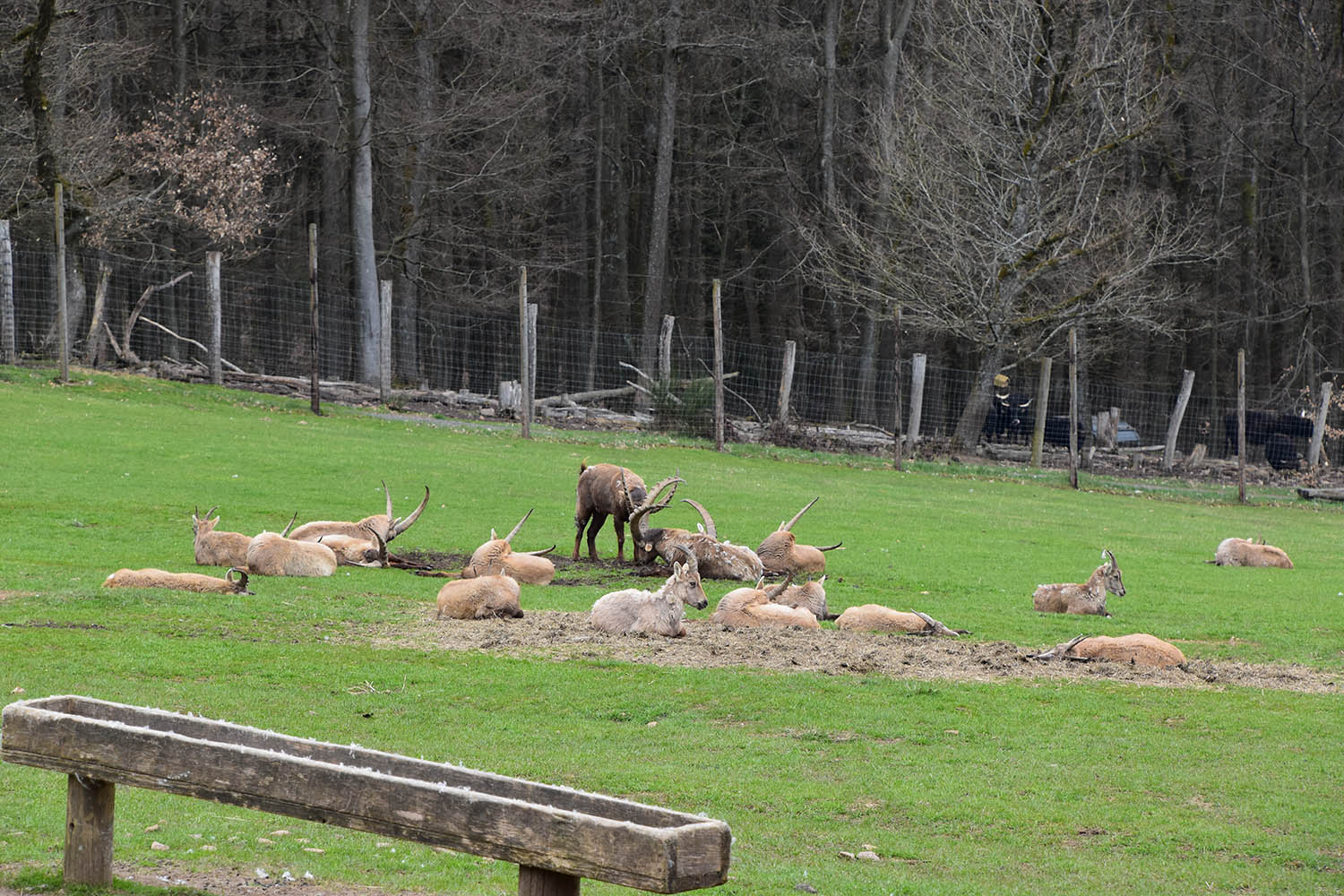 Wildpark Potzberg - Alpine ibex