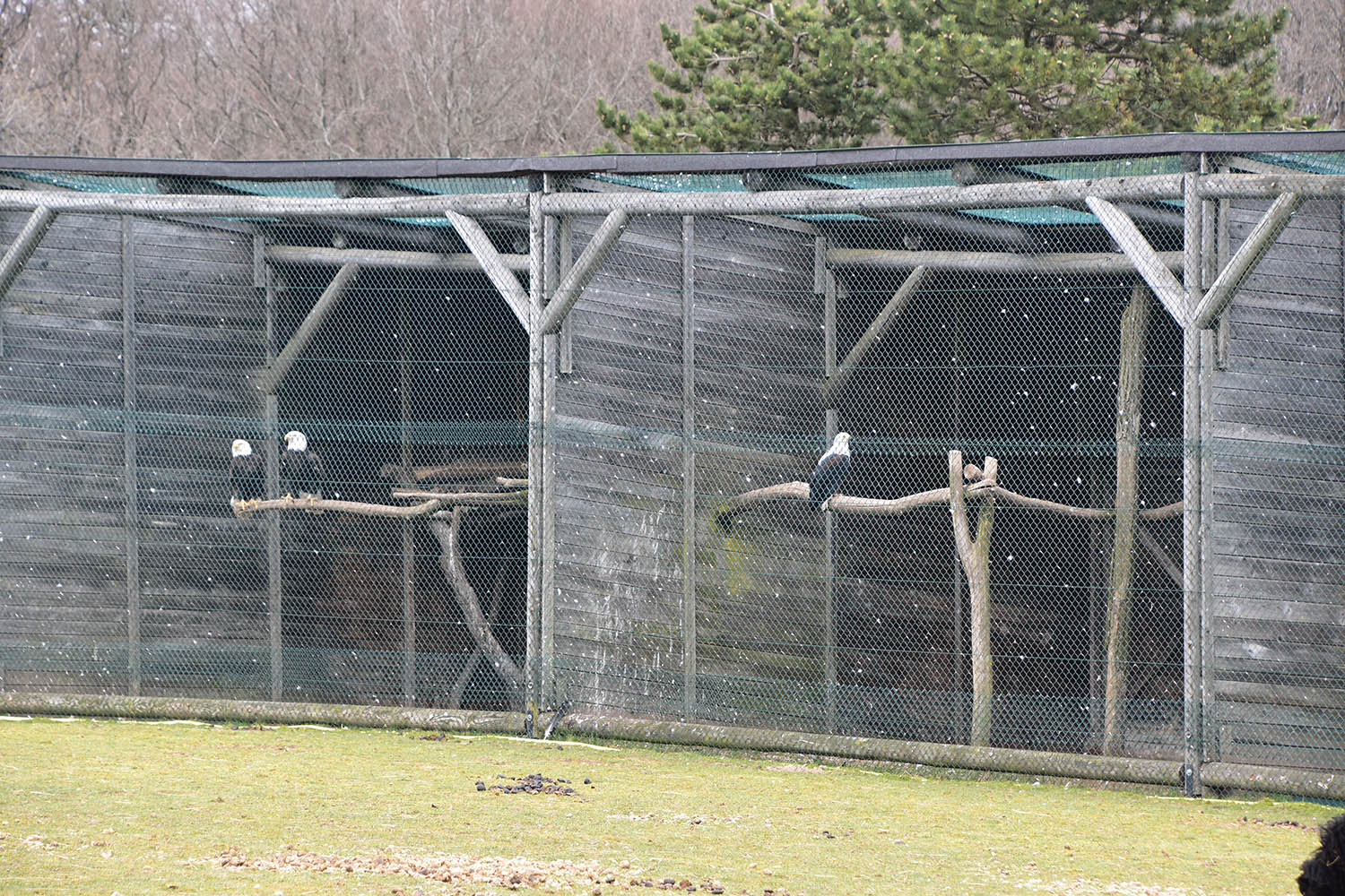 Wildpark Potzberg - Bird of prey aviaries