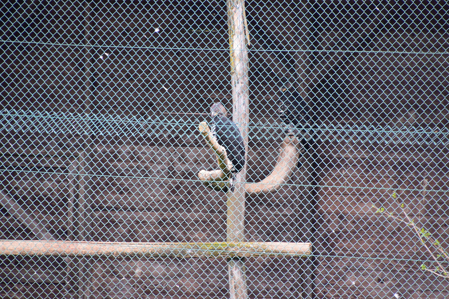Wildpark Potzberg - bird of prey aviaries