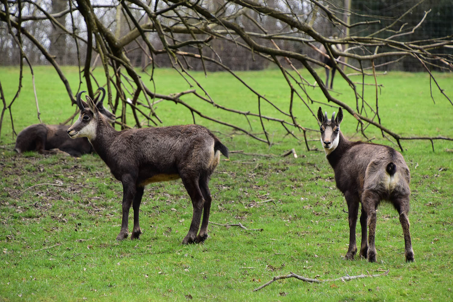 Wildpark Potzberg - chamois