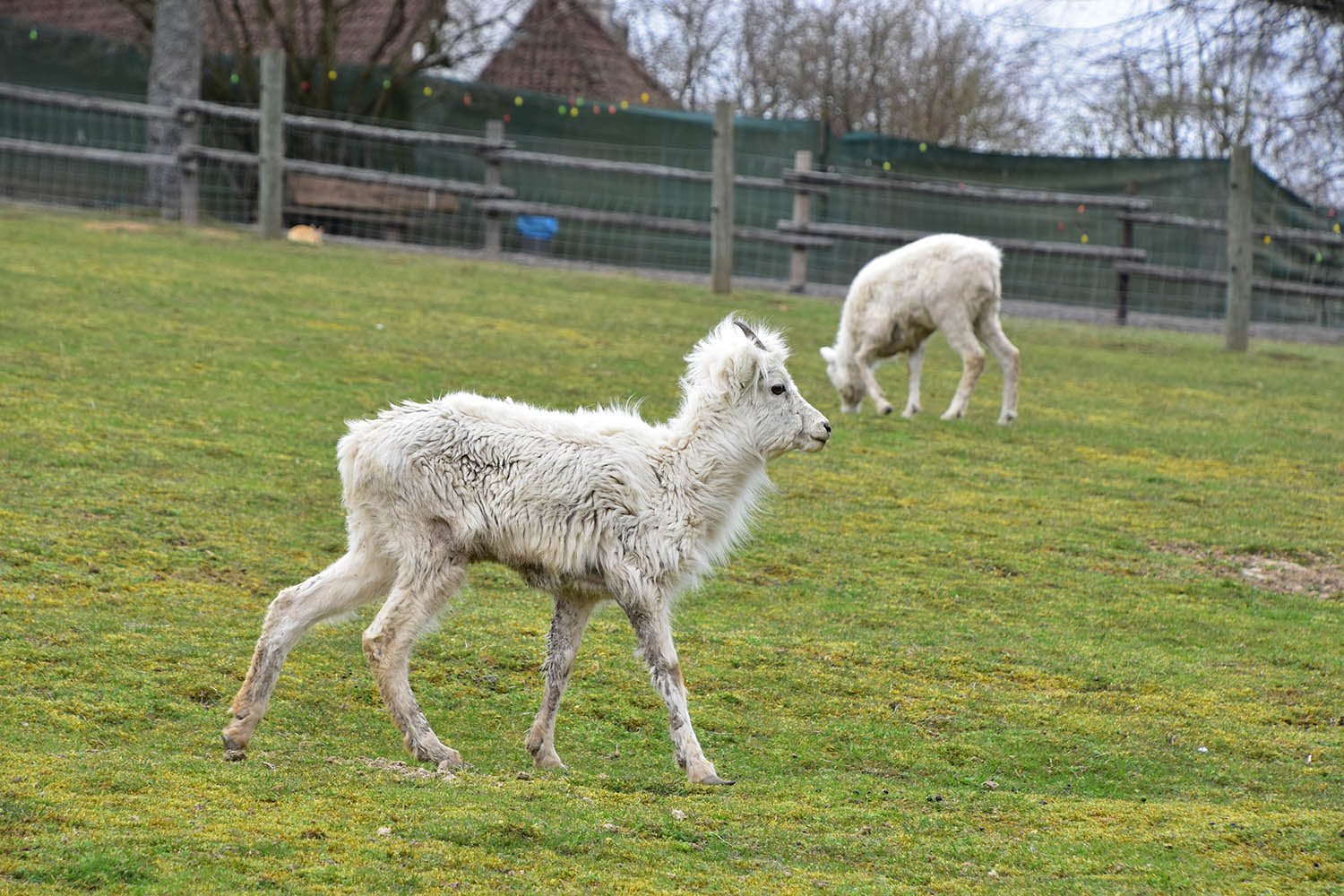 Wildpark Potzberg - Dall sheep