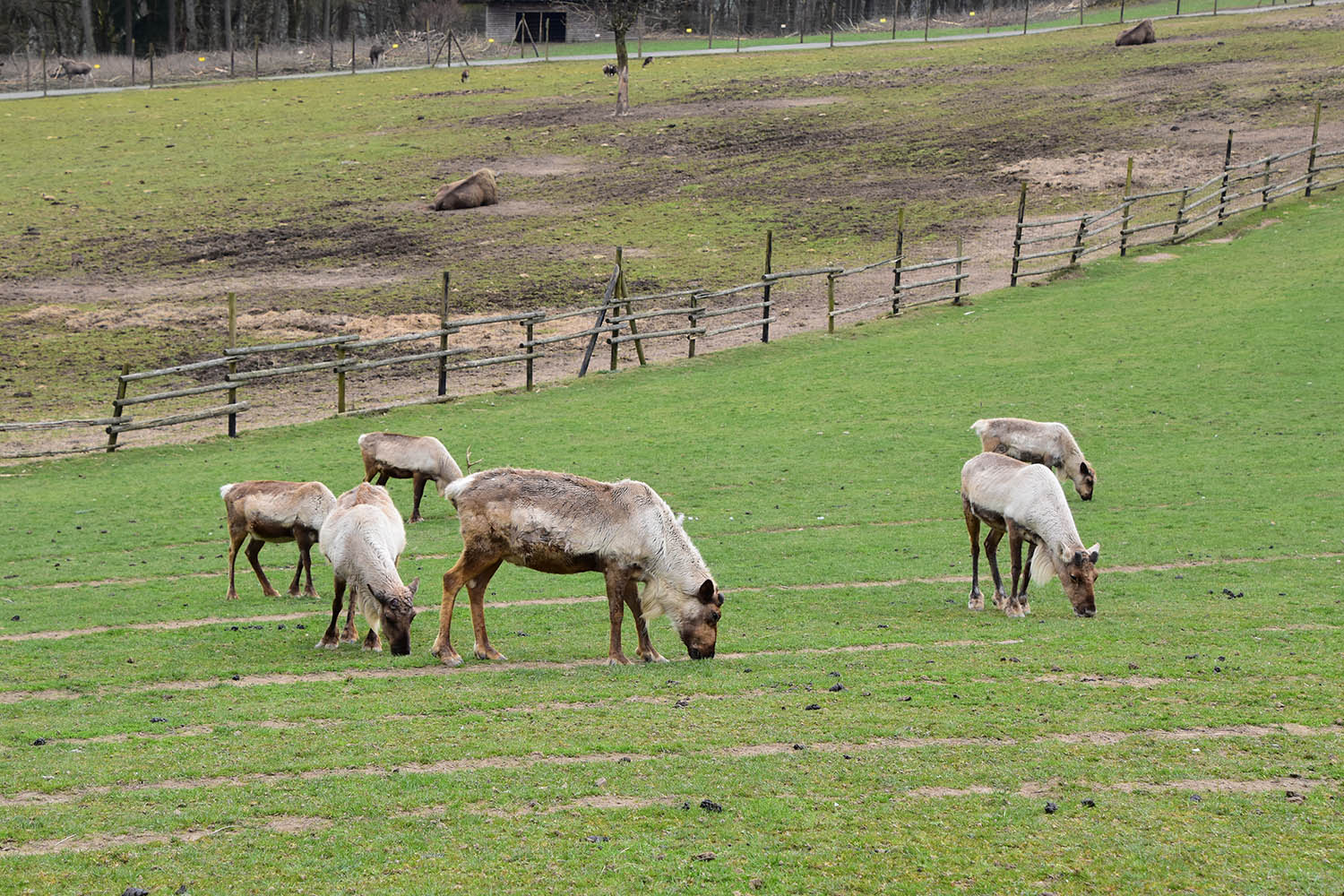 Wildpark Potzberg - domestic reindeer