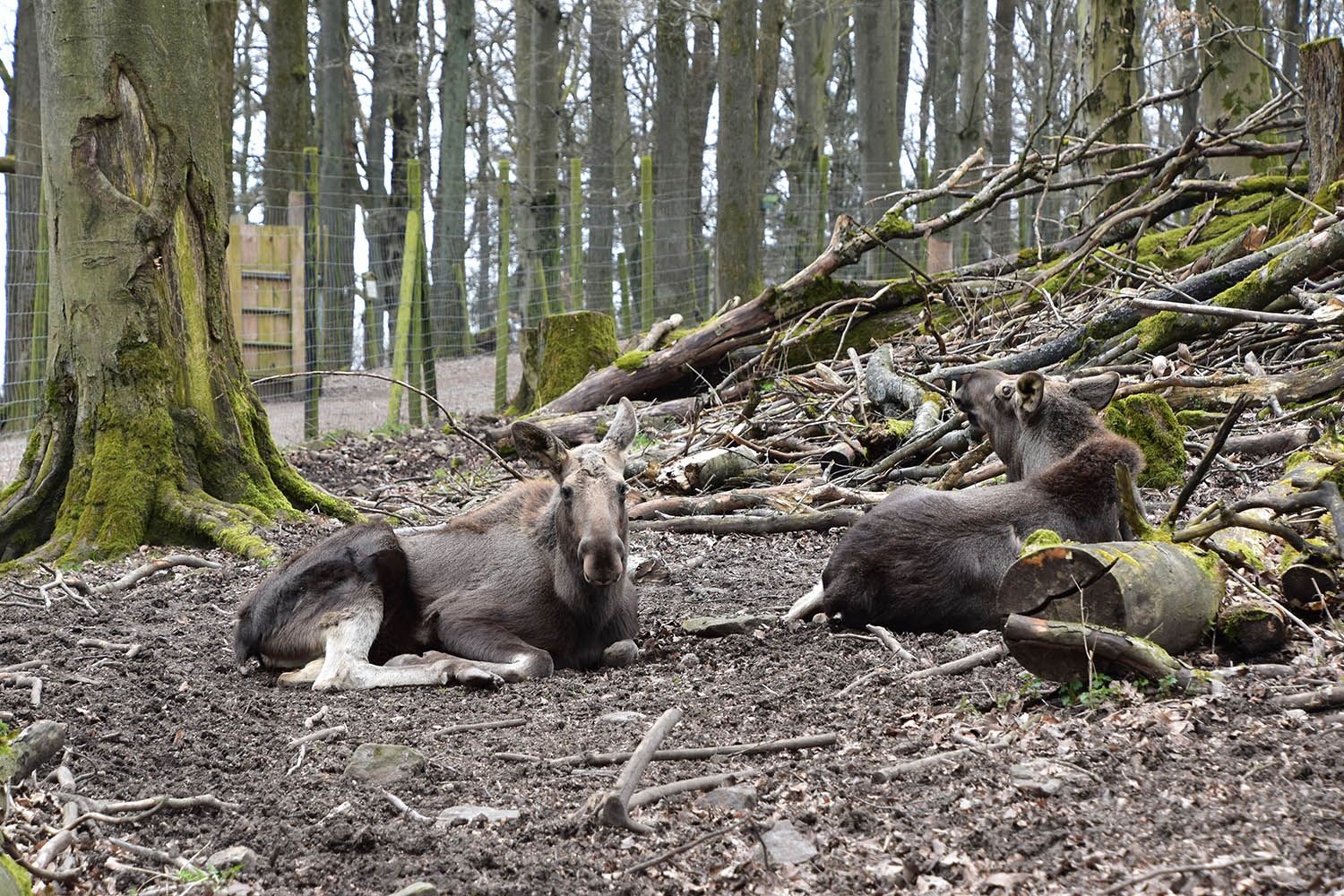 Wildpark Potzberg - European elk