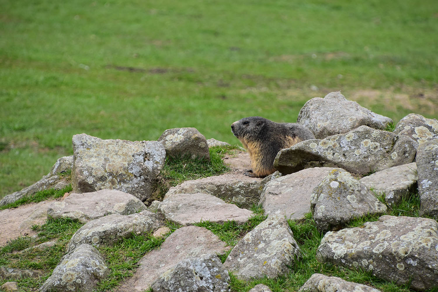 Wildpark Potzberg - free-roaming Alpine marmot