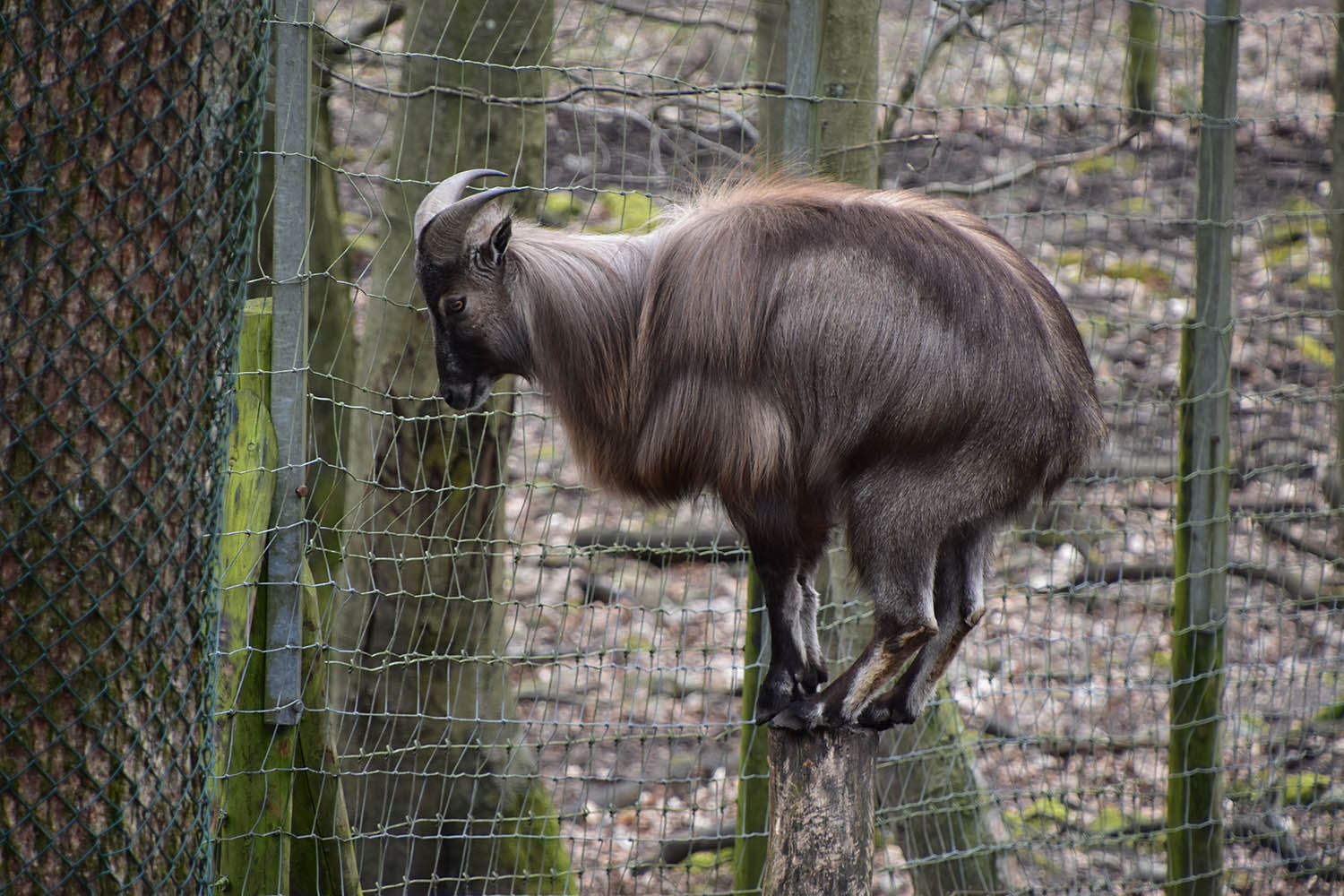 Wildpark Potzberg - Himalaya tahr