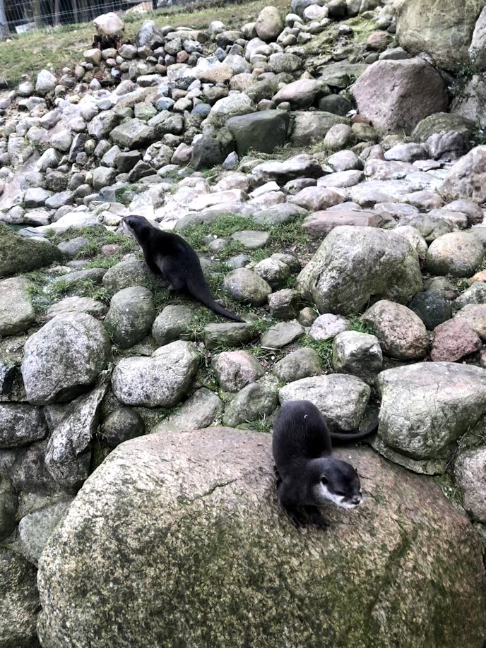 Wildpark Schwarze Berge- Asian small-clawed otter- 2021