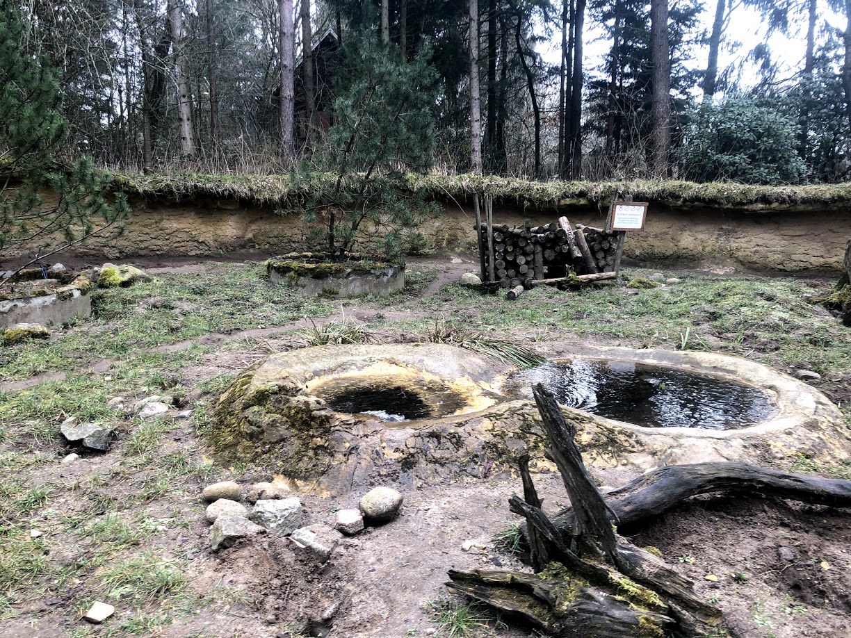 Wildpark Schwarze Berge- European badger enclosure- 2021