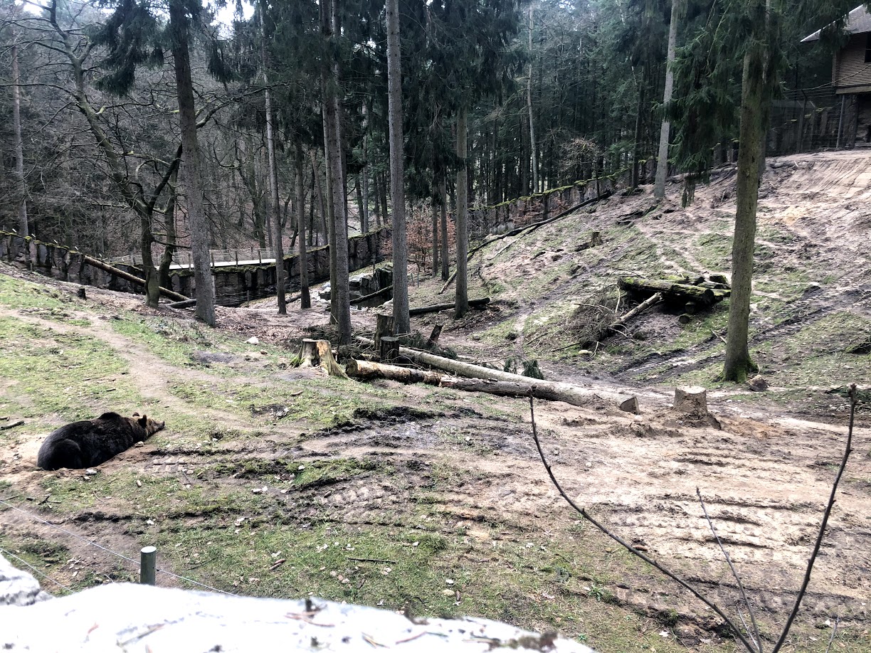 Wildpark Schwarze Berge- European brown bear enclosure- 2021