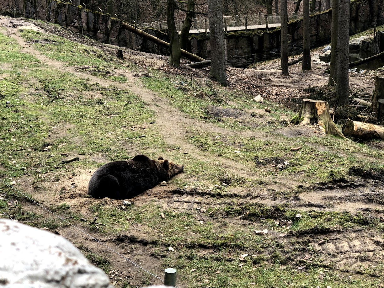 Wildpark Schwarze Berge- European brown bear resting- 2021