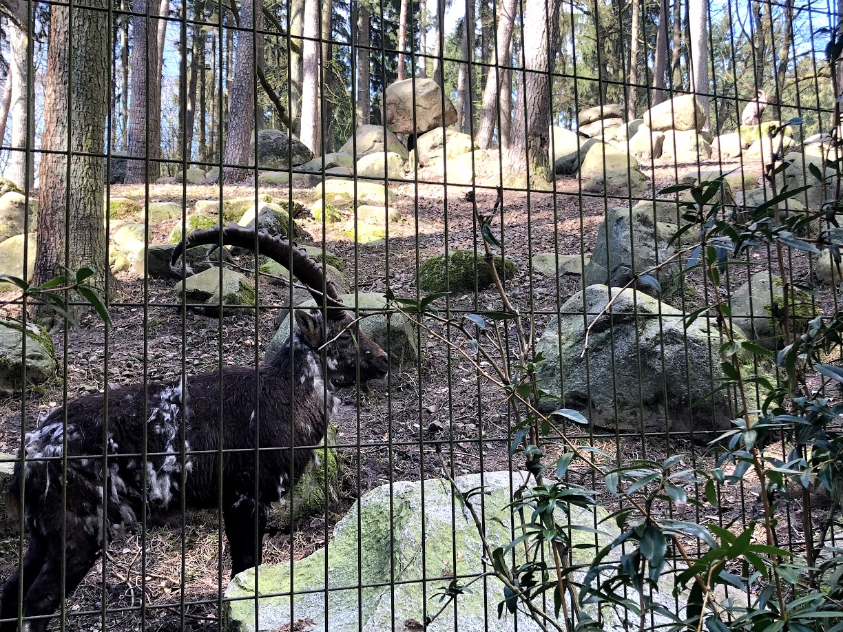 Wildpark Schwarze Berge- European ibex- 2021