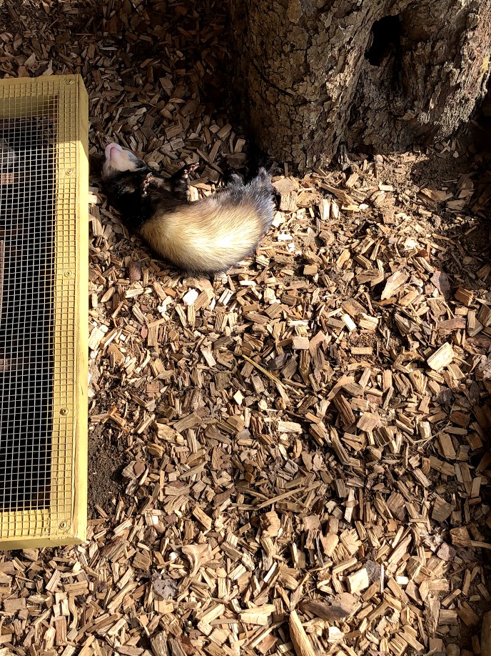 Wildpark Schwarze Berge- ferret- 2021