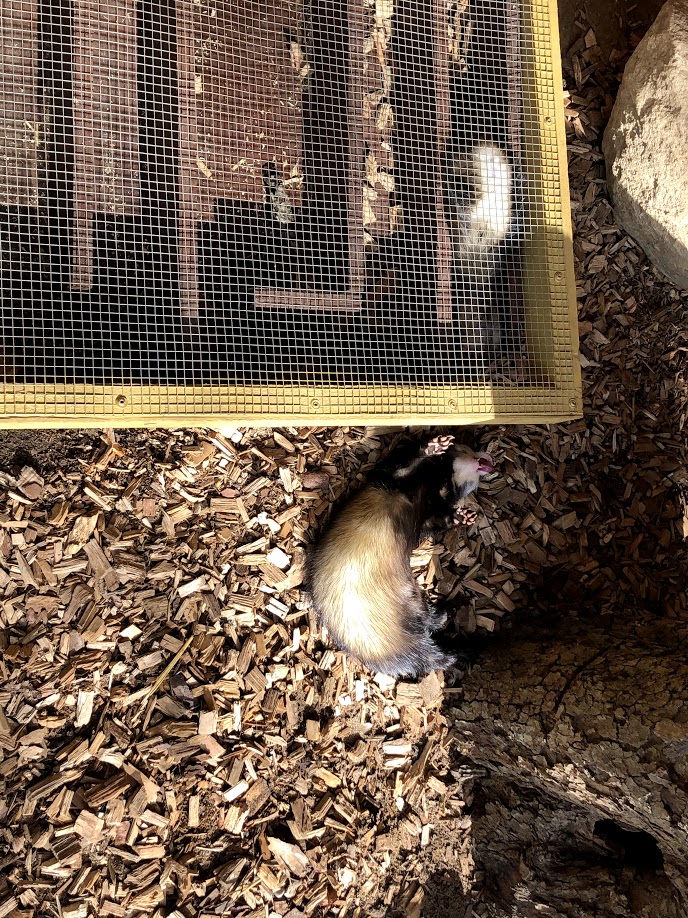 Wildpark Schwarze Berge- ferrets- 2021