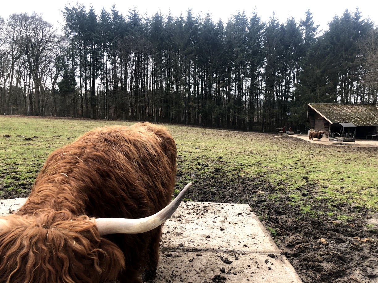 Wildpark Schwarze Berge- highland cattle- 2021