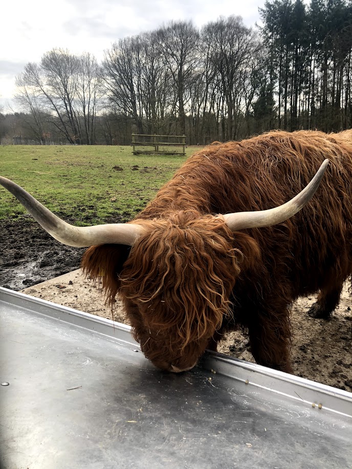 Wildpark Schwarze Berge- highland cattle at feeding tray- 2021