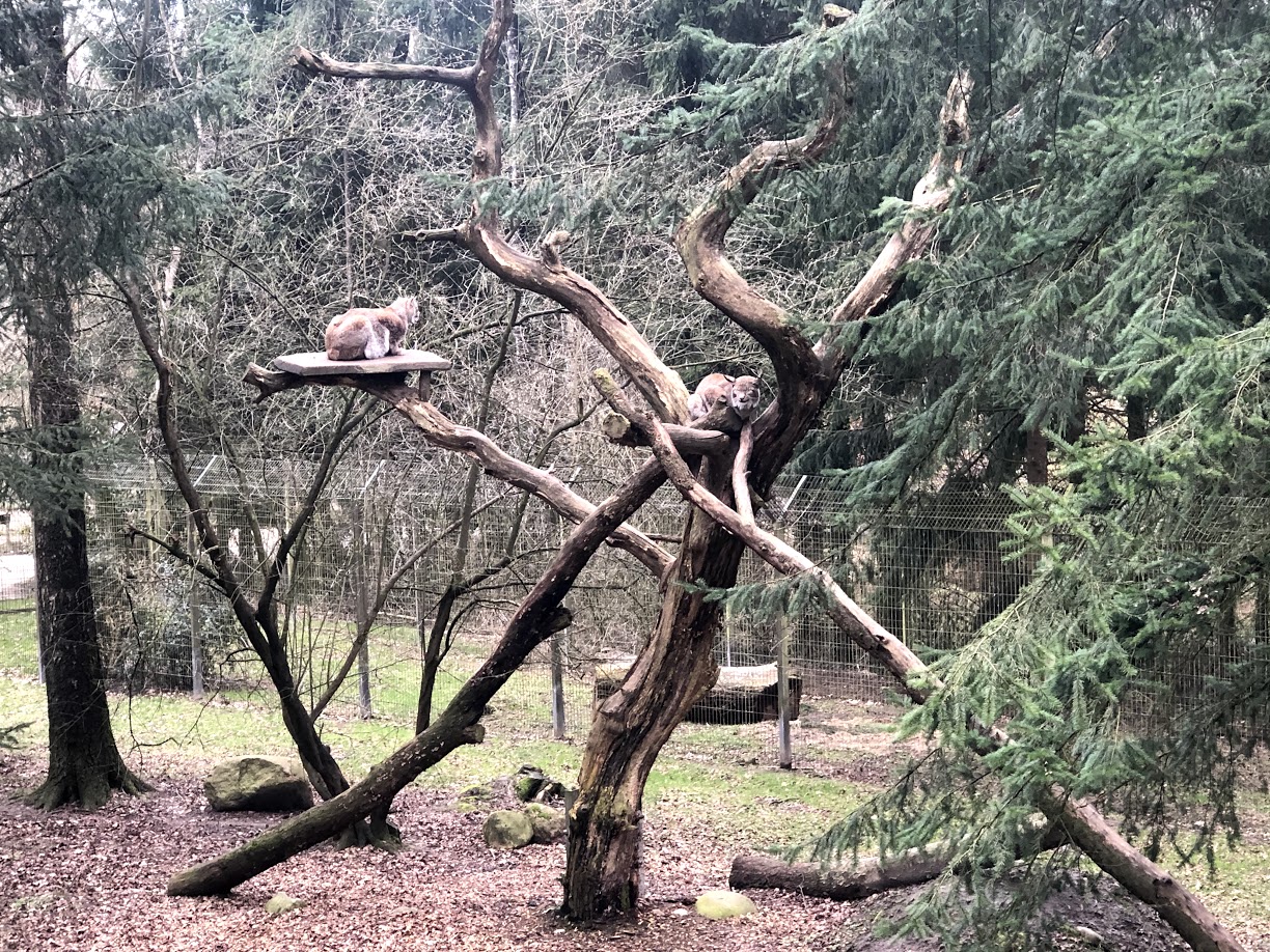 Wildpark Schwarze Berge- lynx couple in climbing structure- 2021