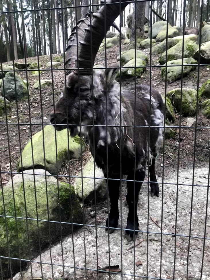 Wildpark Schwarze Berge- male European ibex- 2021