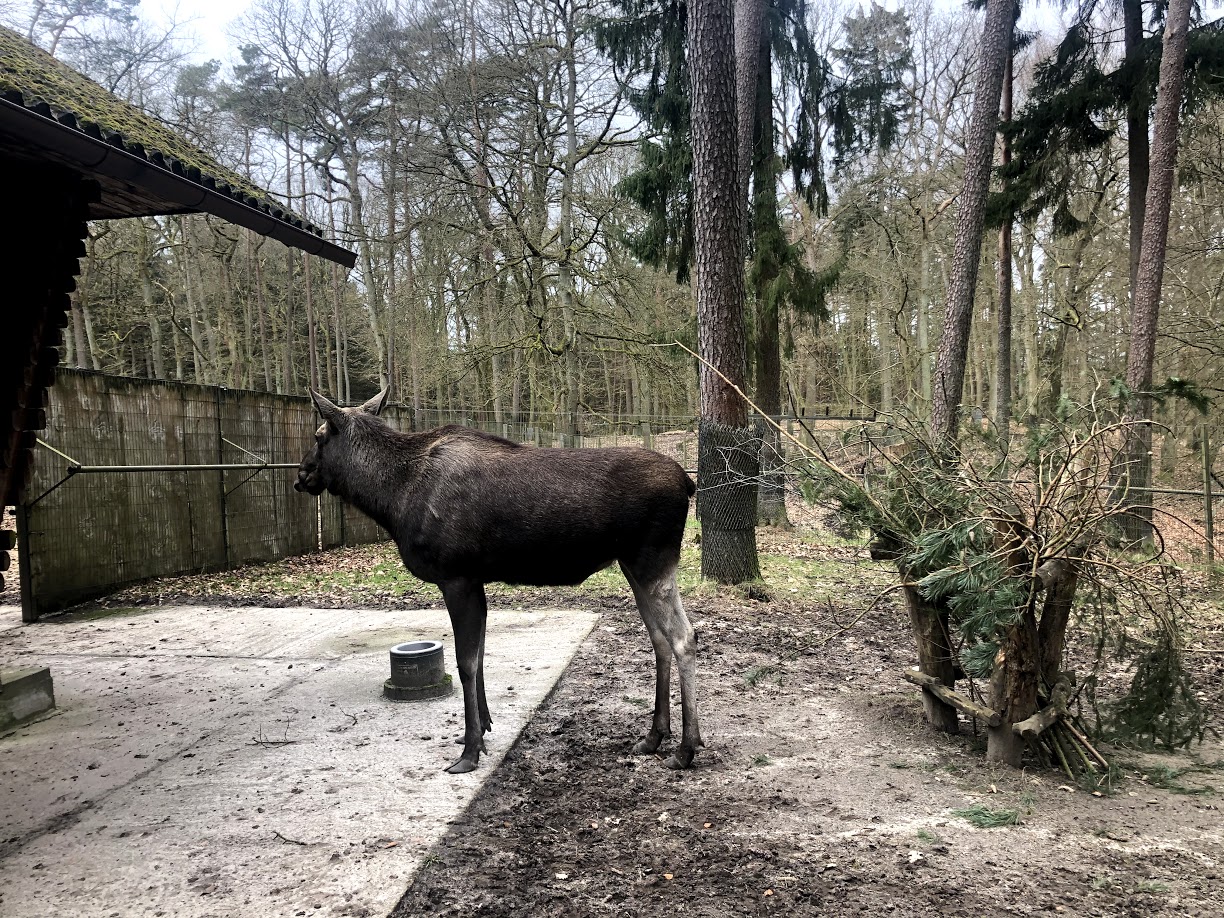 Wildpark Schwarze Berge- moose- 2021