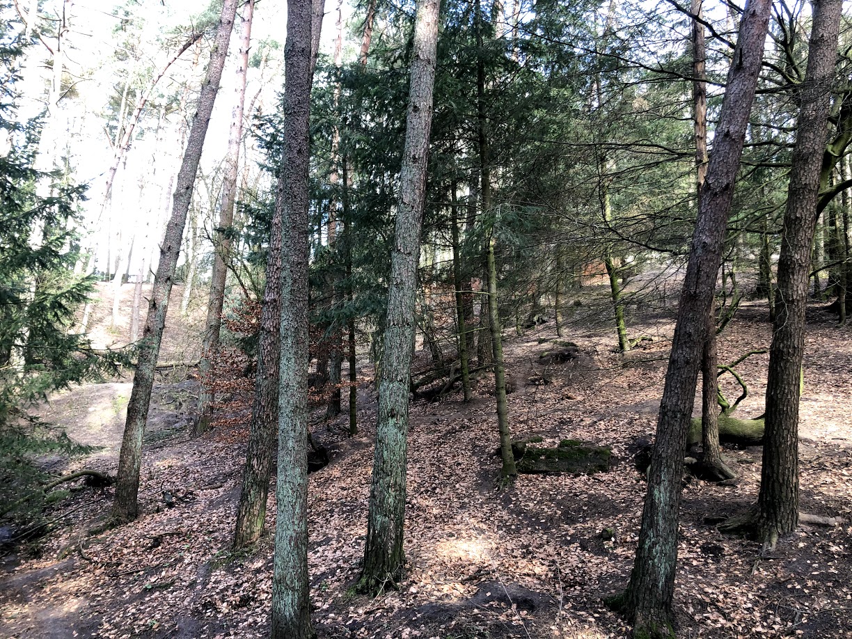 Wildpark Schwarze Berge- natural wolf enclosure- 2021