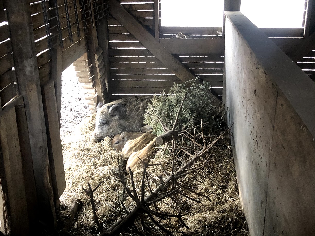 Wildpark Schwarze Berge- piglets with mother- 2021