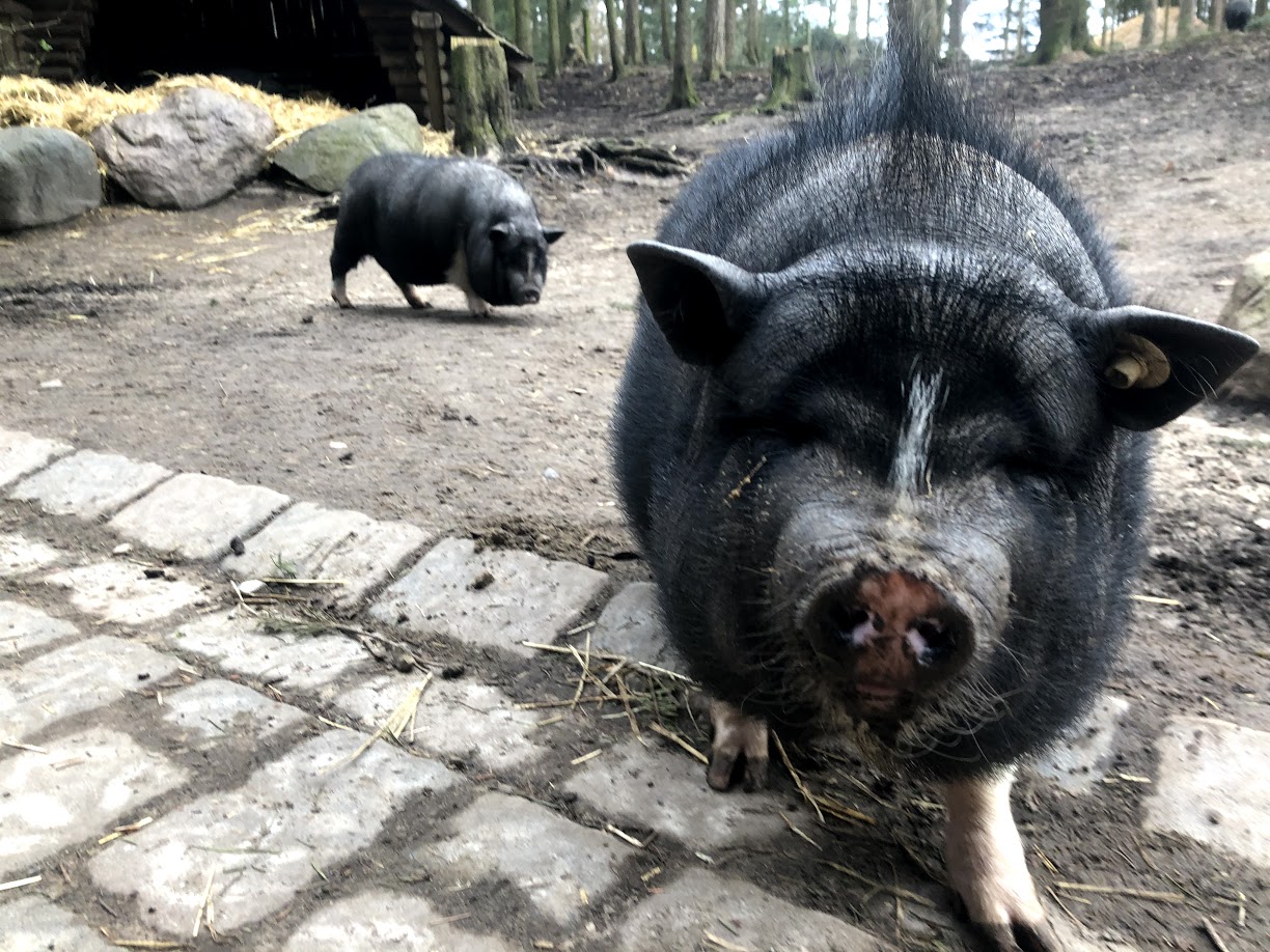 Wildpark Schwarze Berge- pot bellied pig- 2021