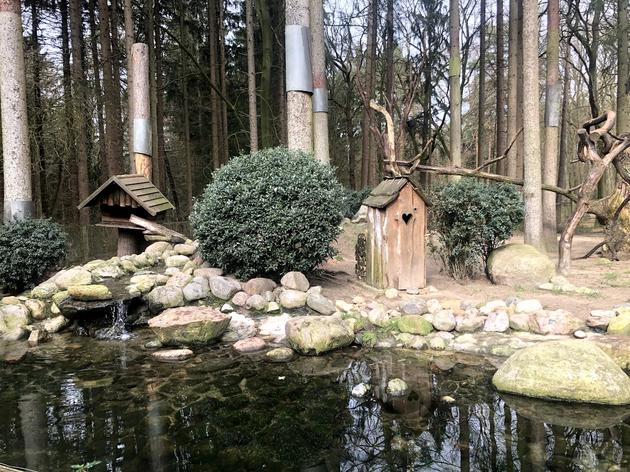 Wildpark Schwarze Berge- racoon and racoon dog exhibit- 2021