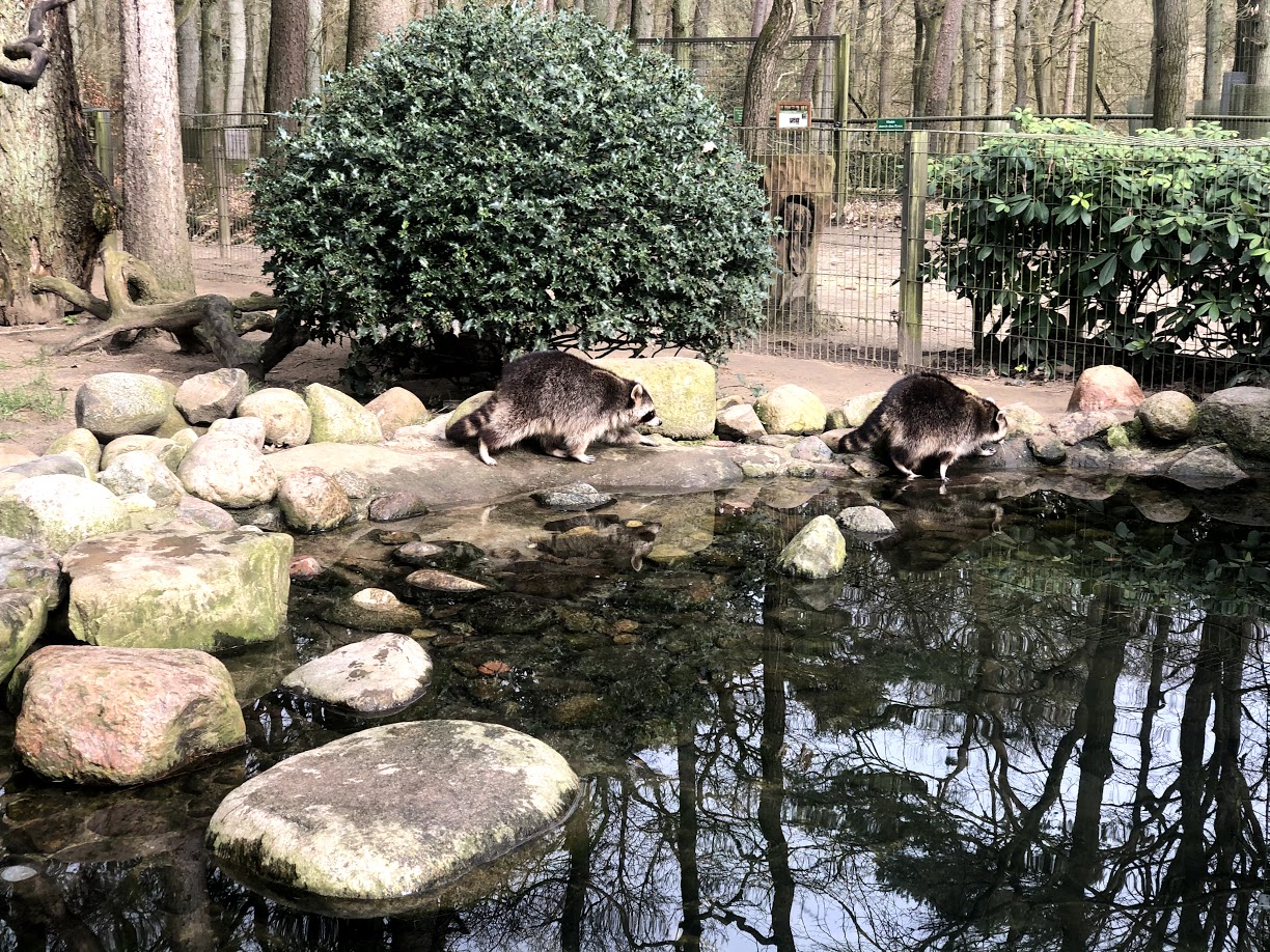 Wildpark Schwarze Berge- racoons- 2021