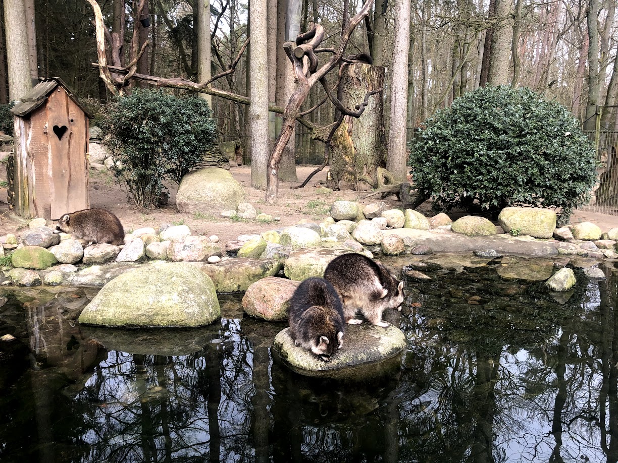 Wildpark Schwarze Berge- racoons at water moat- 2021