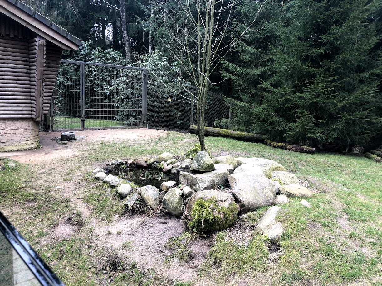 Wildpark Schwarze Berge- silver fox enclosure- 2021