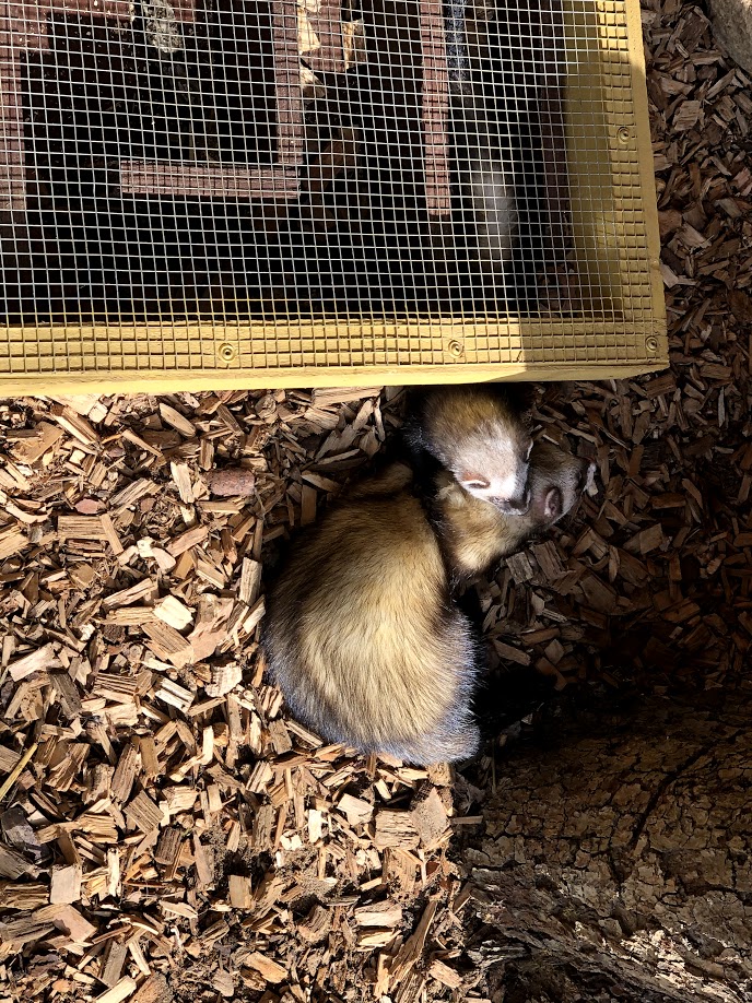 Wildpark Schwarze Berge- two ferrets playing- 2021