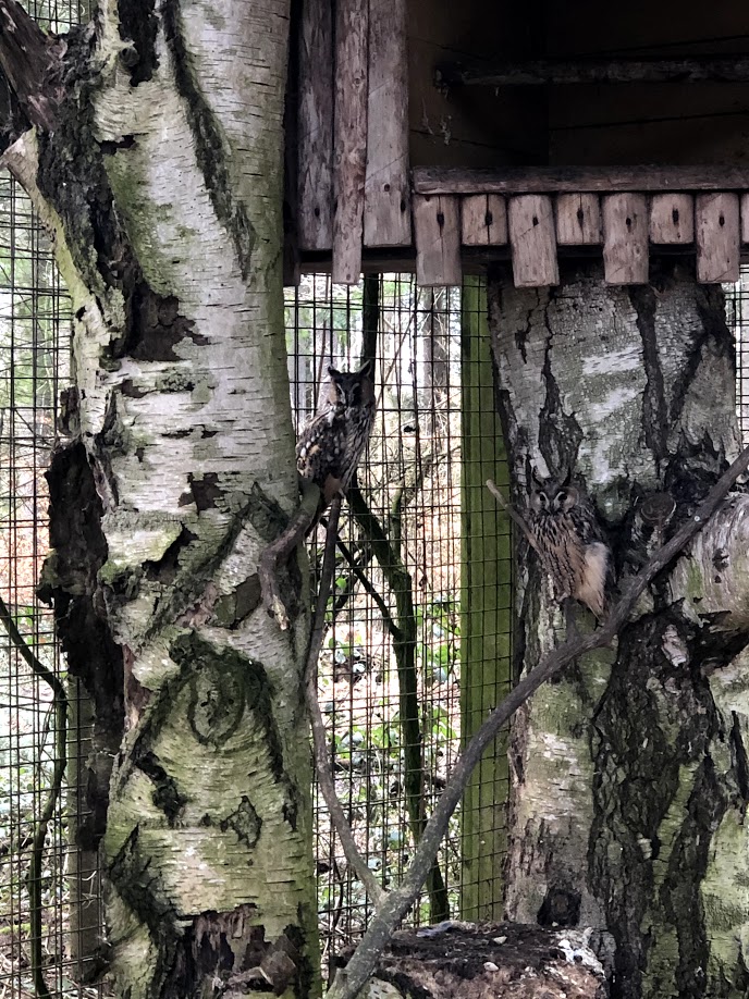 Wildpark Schwarze Berge- two long-eared owls- 2021