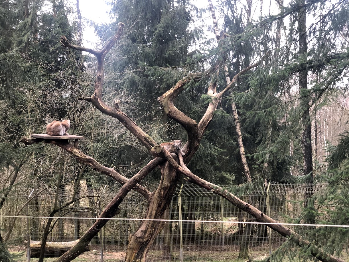 Wildpark Schwarze Berge- two lynx in climbing structure- 2021