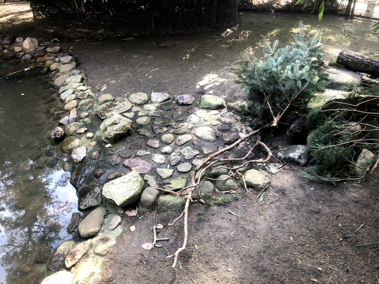 Wildpark Schwarze Berge- two nutria- 2021