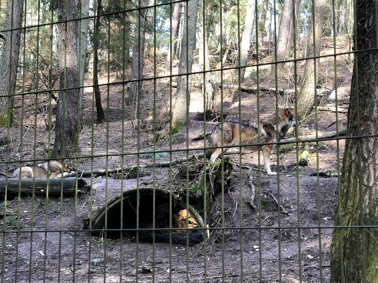 Wildpark Schwarze Berge- wolf couple in their enclosure- 2021