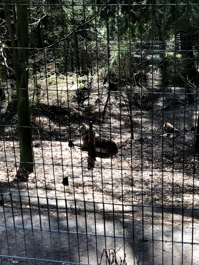 Wildpark Schwarze Berge- wolf siblings "Artus" and "Freya"- 2021