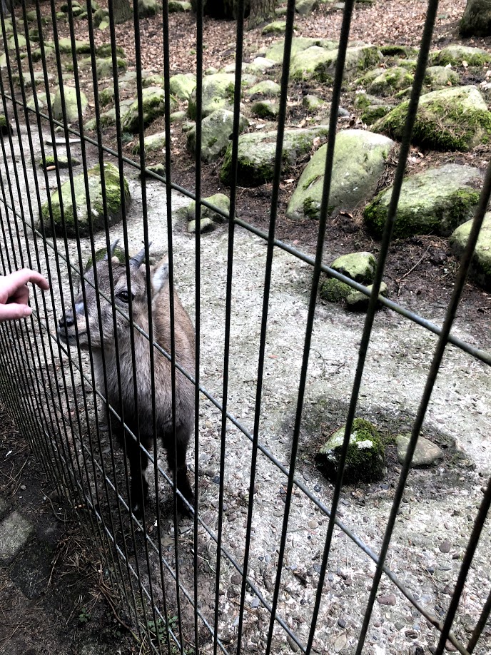 Wildpark Schwarze Berge- young European ibex- 2021