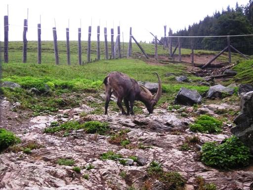 Wildpark Tirol in Aurach Alpine Ibex 2004