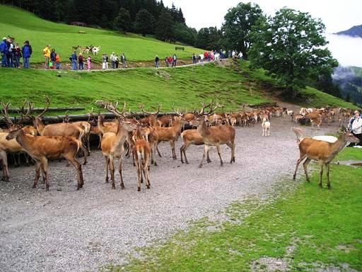 Wildpark Tirol in Aurach Feeding time 2004