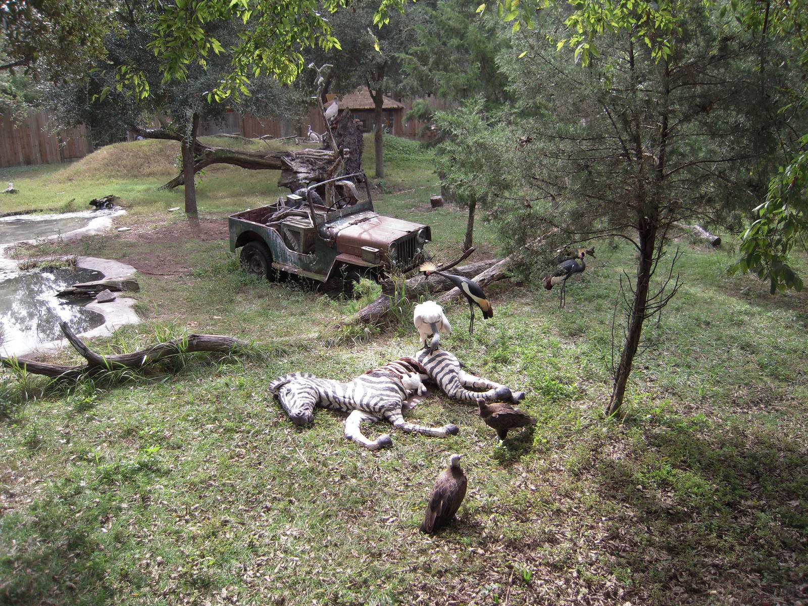 Wilds Birds of Africa