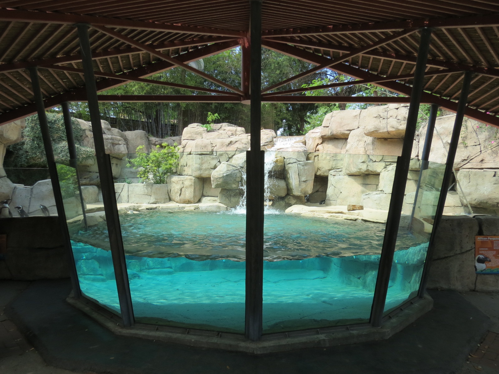 Wilds of Africa - Gateway - African Penguin Exhibit