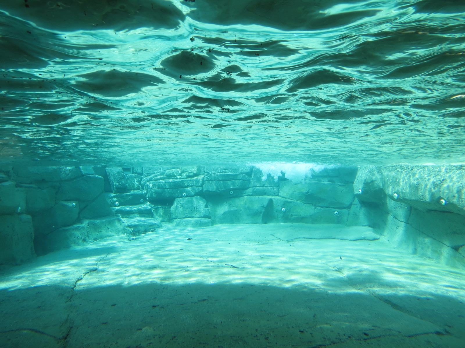 Wilds of Africa - Gateway - African Penguin Exhibit