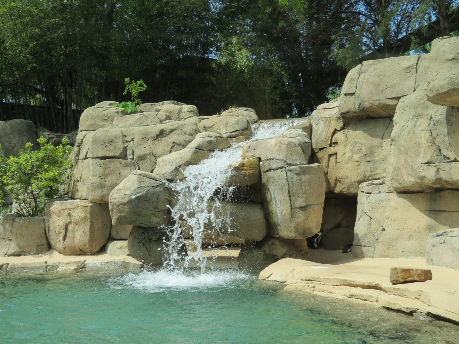 Wilds of Africa - Gateway - African Penguin Exhibit