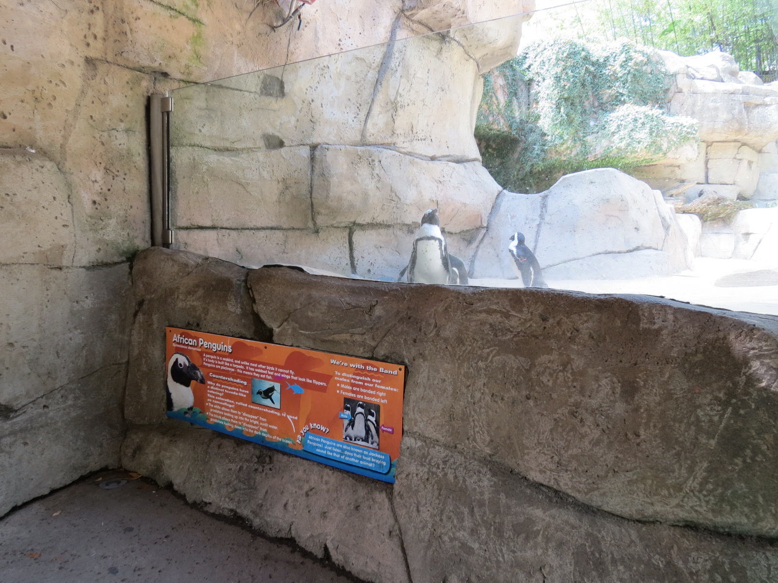 Wilds of Africa - Gateway - African Penguin Exhibit