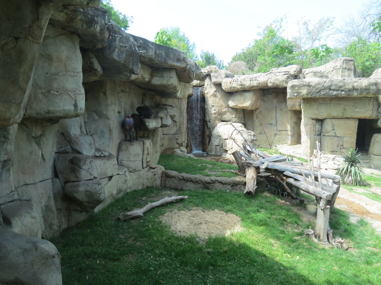 Wilds of Africa - Gateway - Mandrill Exhibit