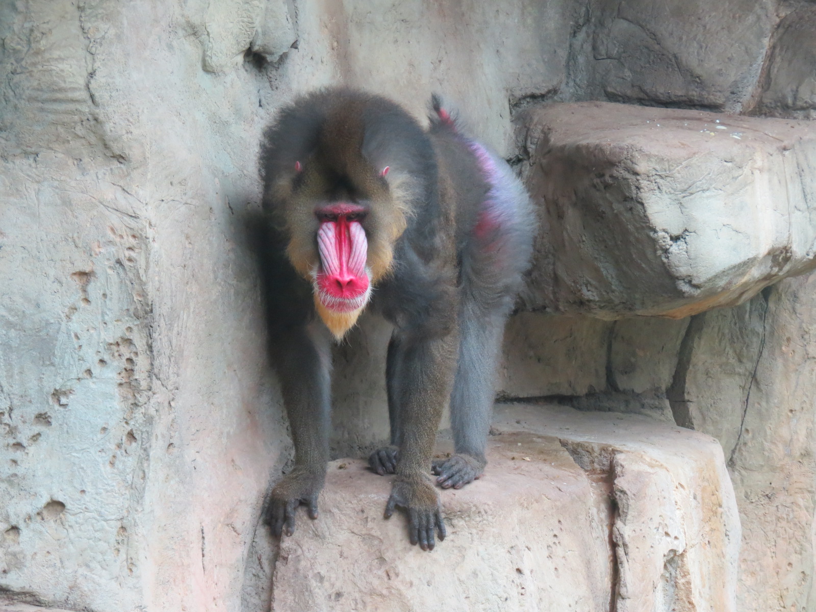 Wilds of Africa - Gateway - Mandrill Exhibit