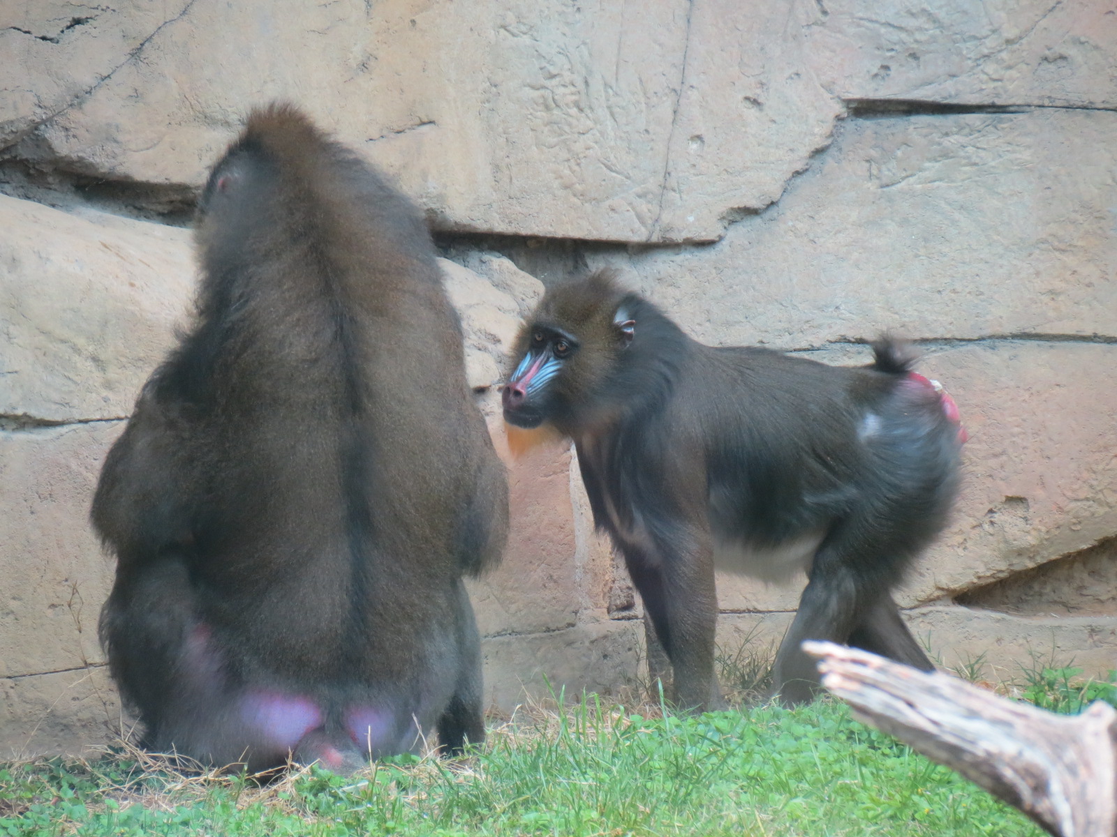 Wilds of Africa - Gateway - Mandrill Exhibit