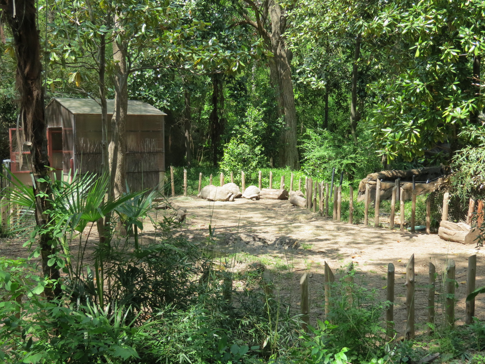 Wilds of Africa - Gorilla Trail - Aldabra Giant Tortoise Exhibit